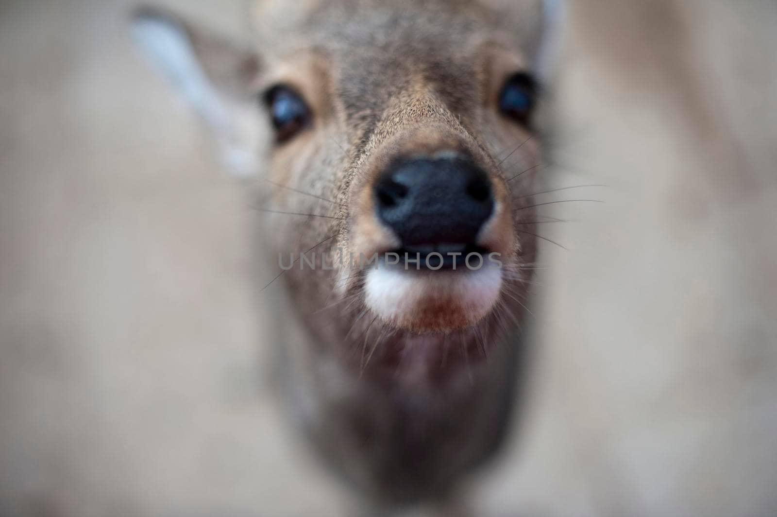 close up image focusing on the nose of a wild deer