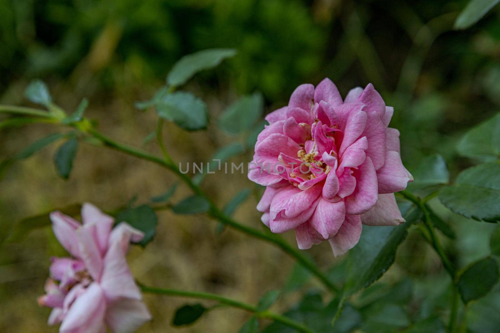 Close-up of beautiful pink color rose in the garden by exndiver