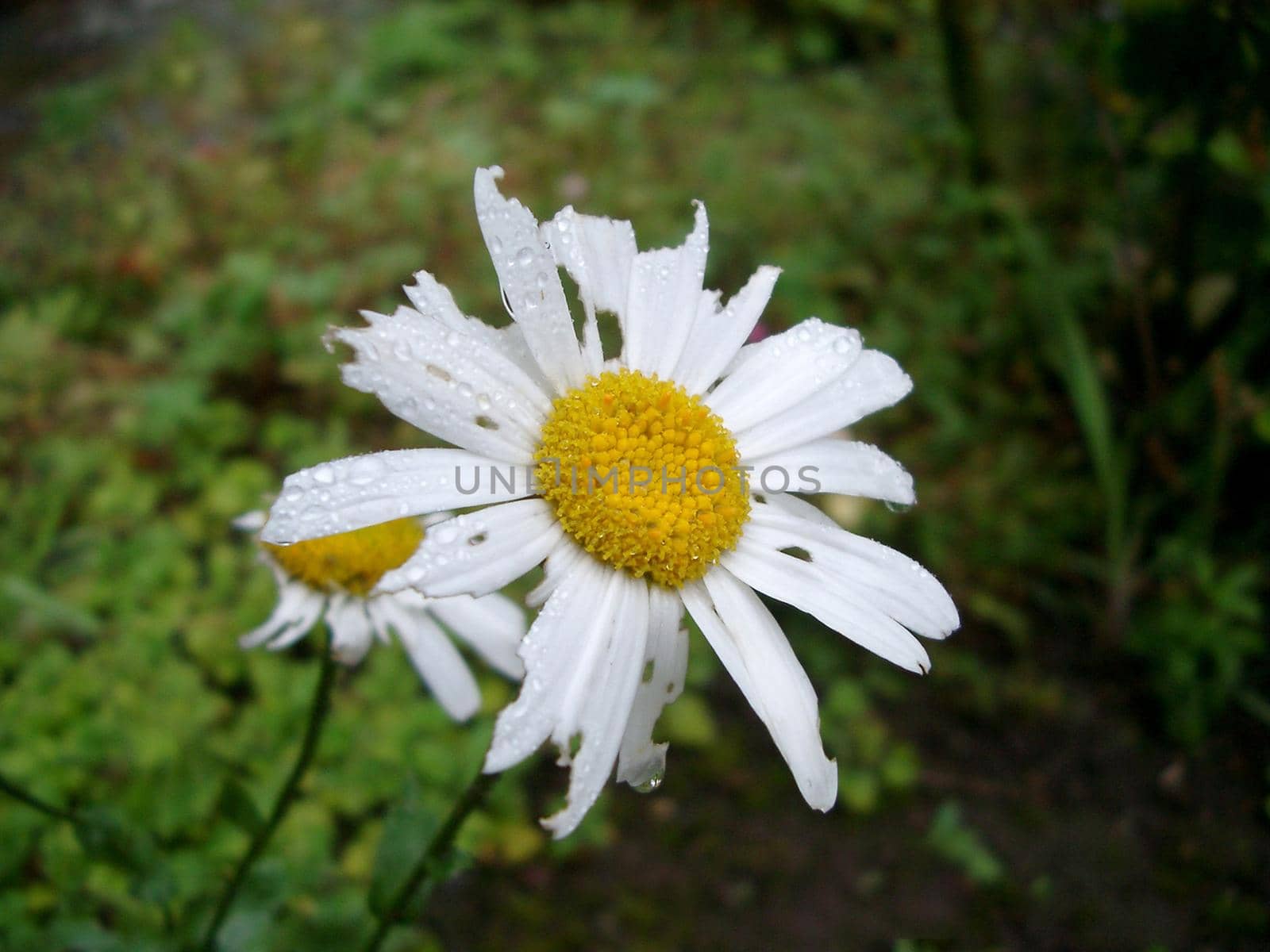 Wet bedraggled white summer daisy with damaged petals or rays and water droplets against a green background