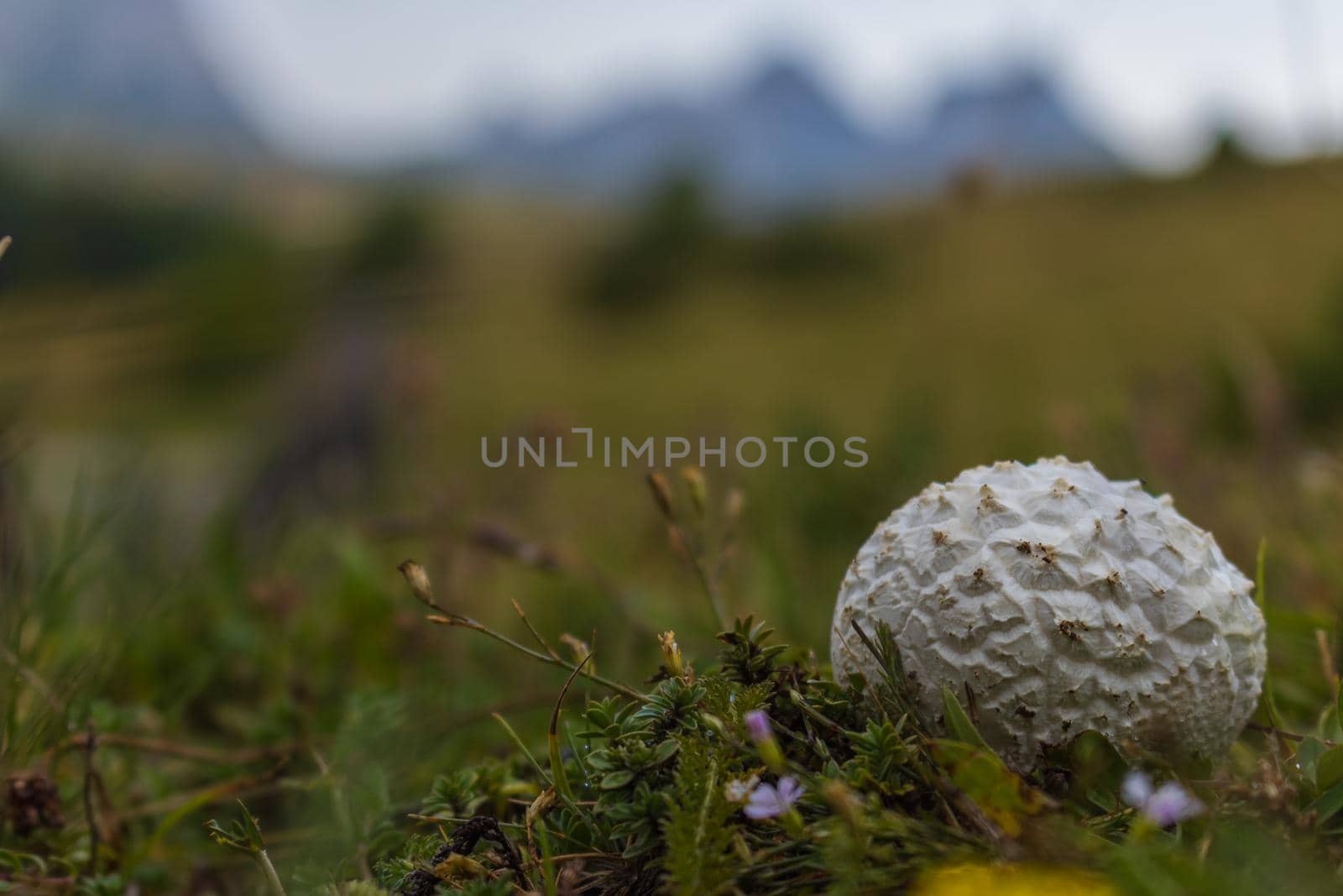 Small mushroom in Stavna mountains. Macro photo of beautiful mushroom. . High quality photo