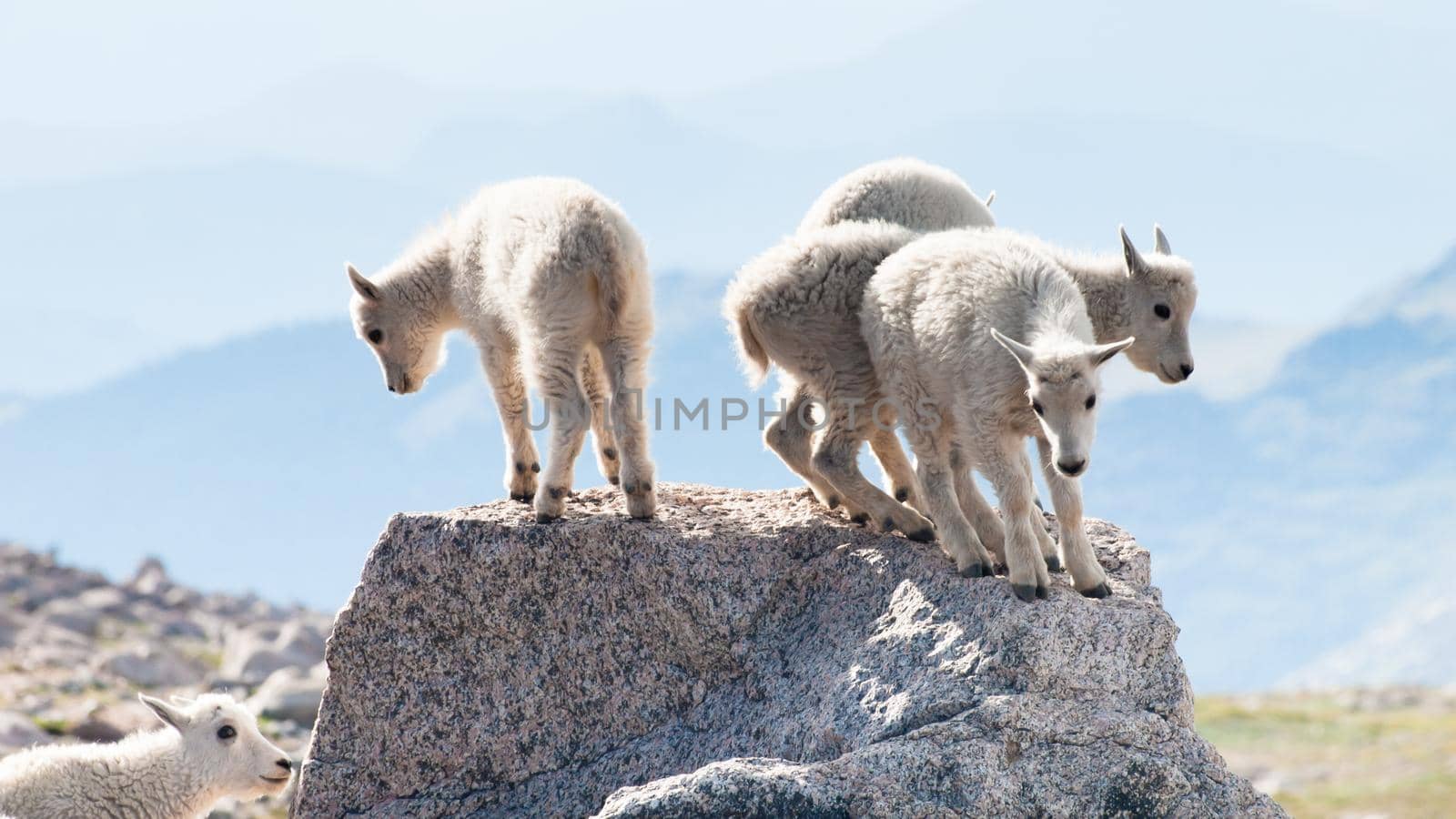 Four baby mountain goats on the top of rock.