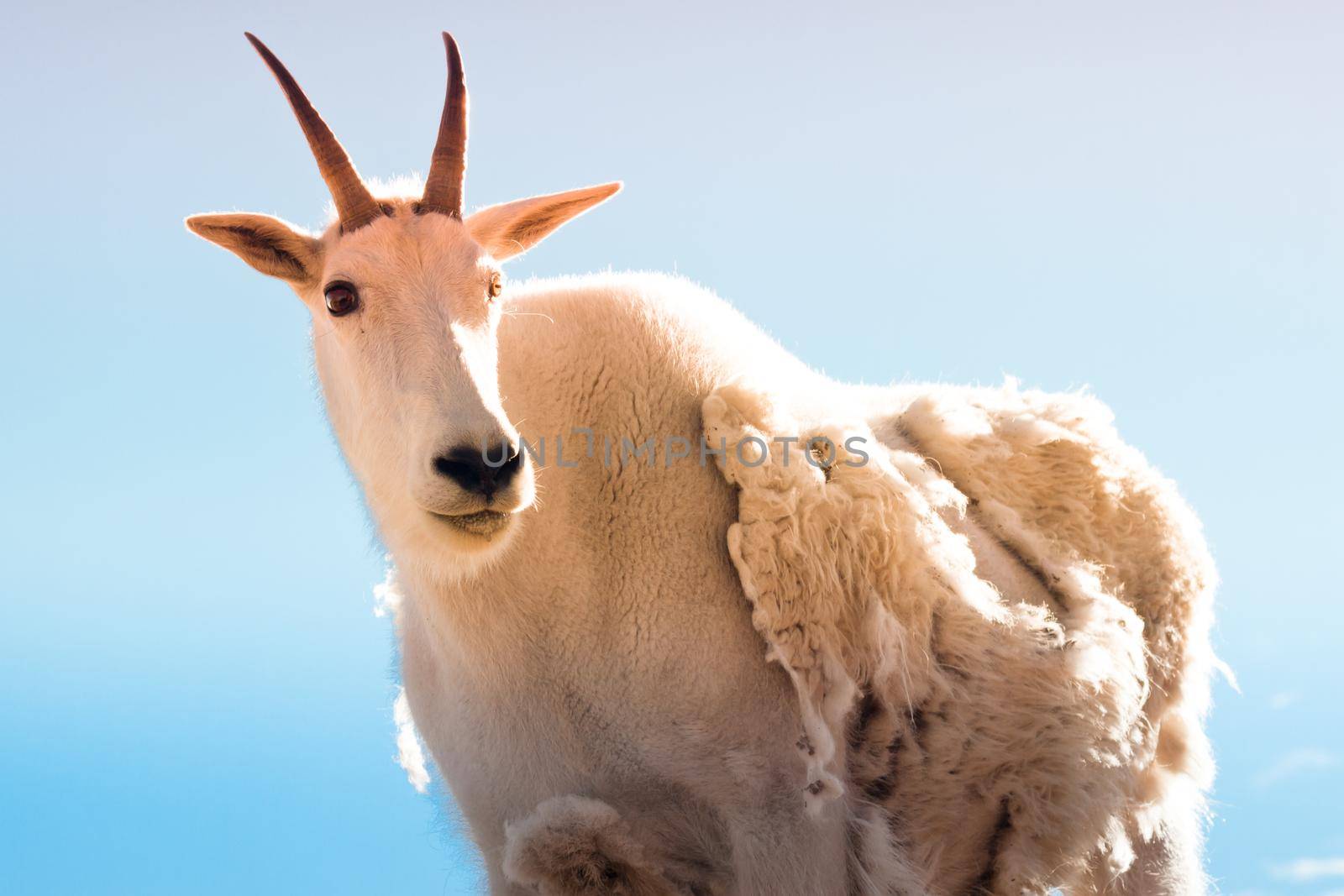 A mountian goat in the Colorado Rockies.