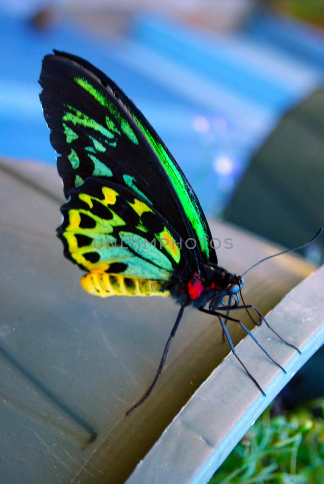 Exotic Butterfly Closeup