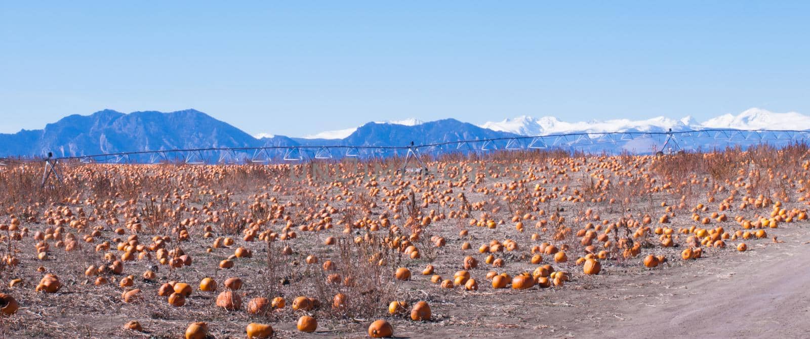 Field of ripe pumpkins on a sunny day.