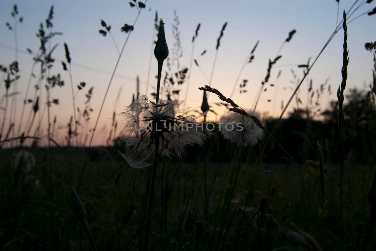 grasses and seed heads in a meadow pictured at sunset