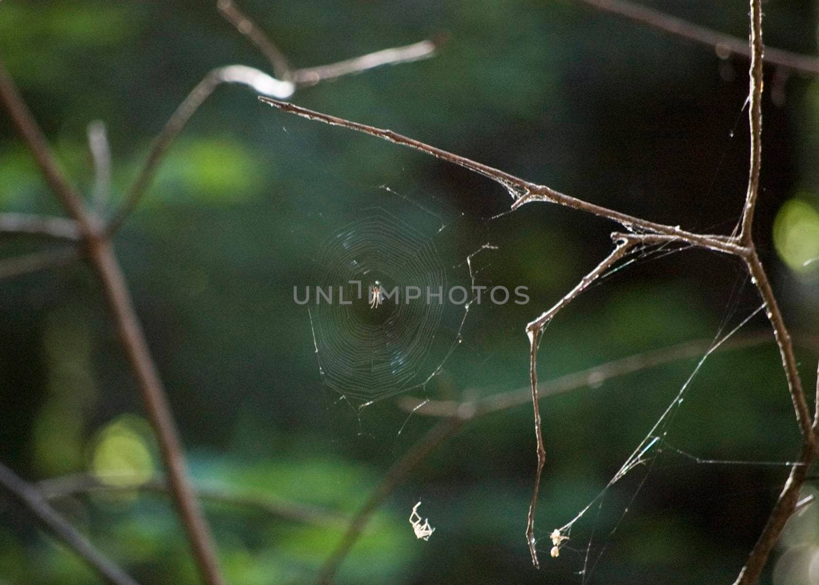 a spider on a web strung between branches