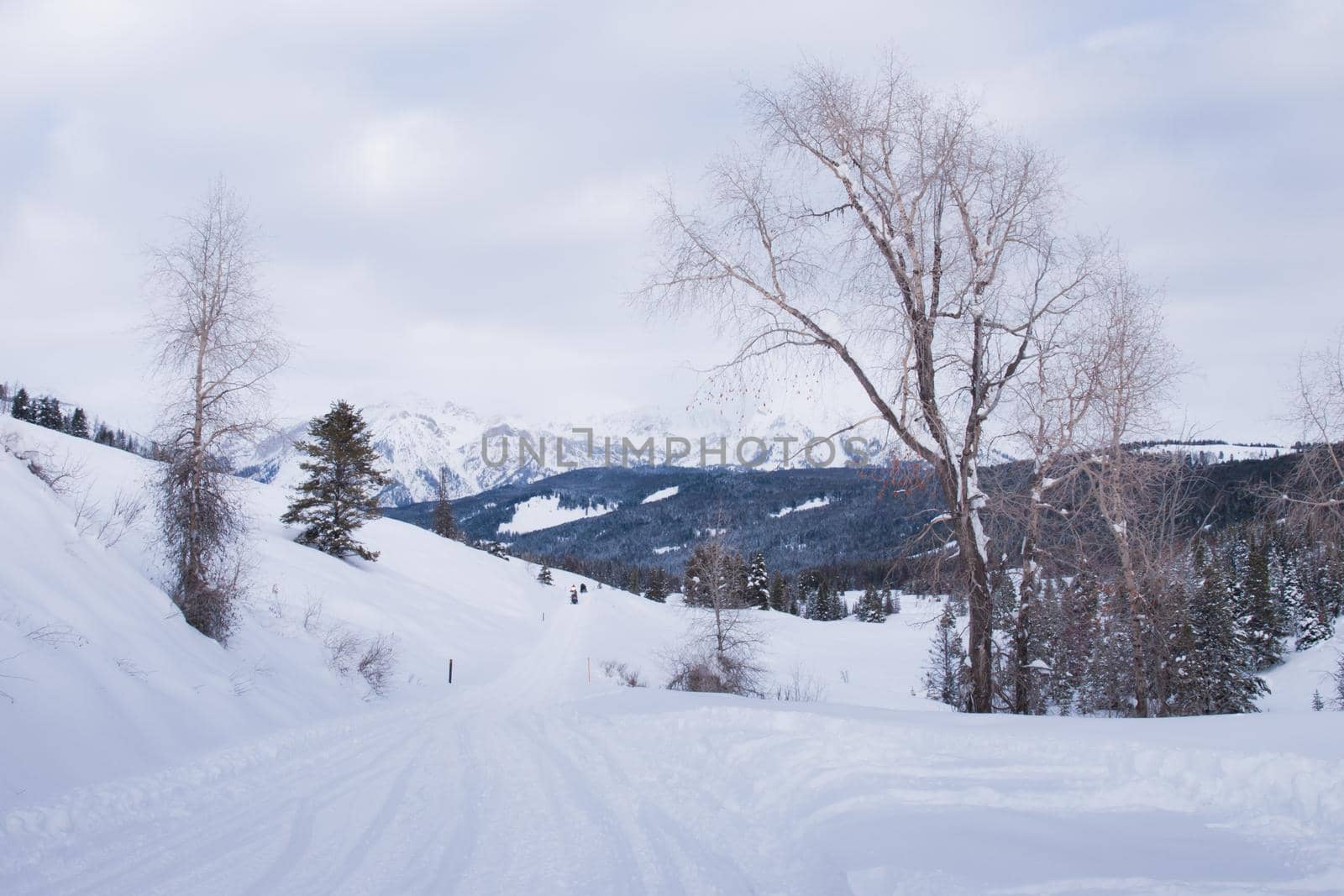 Evergreen forest in snow at the Great Teton national park.