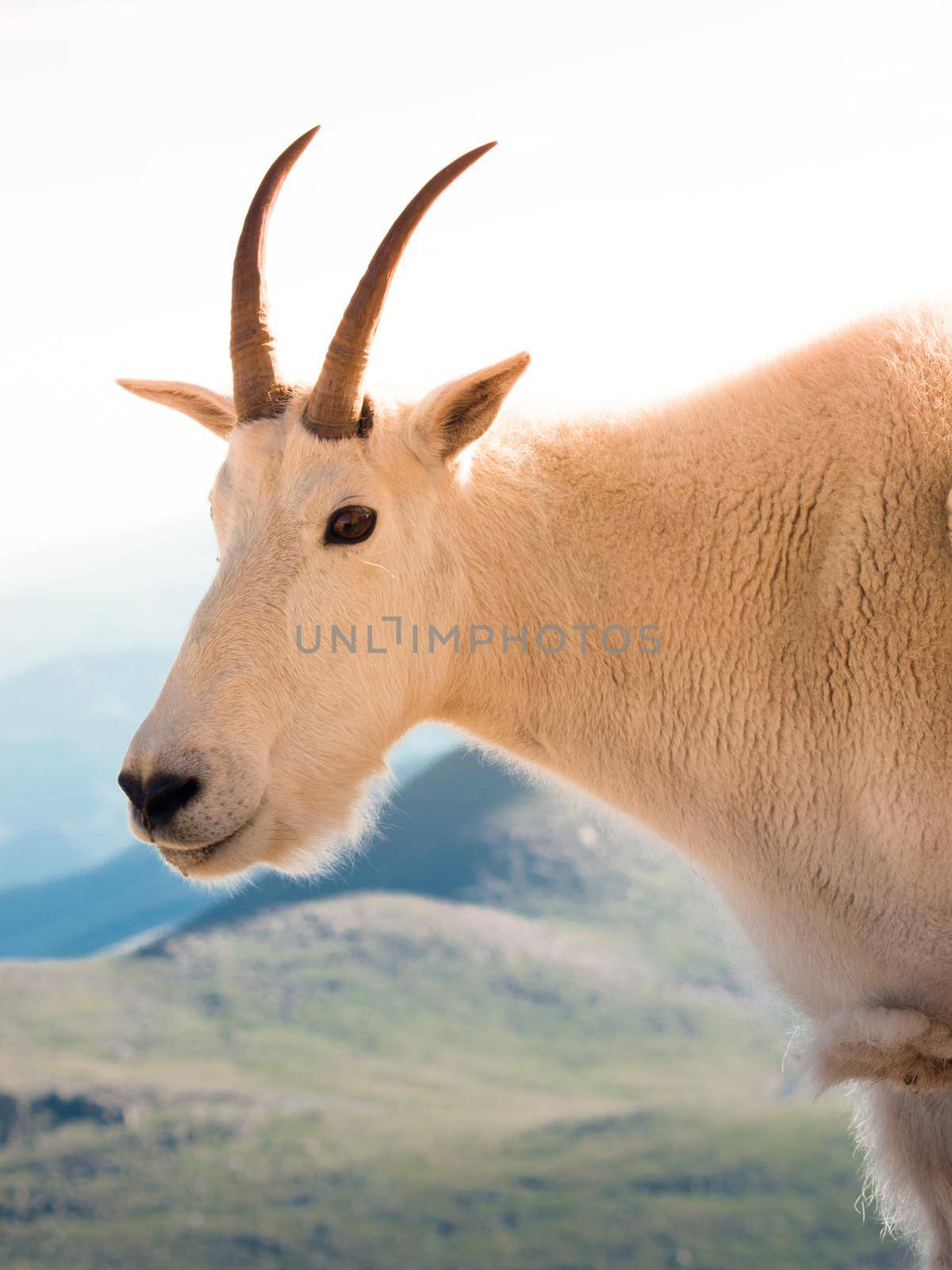 A mountian goat in the Colorado Rockies.