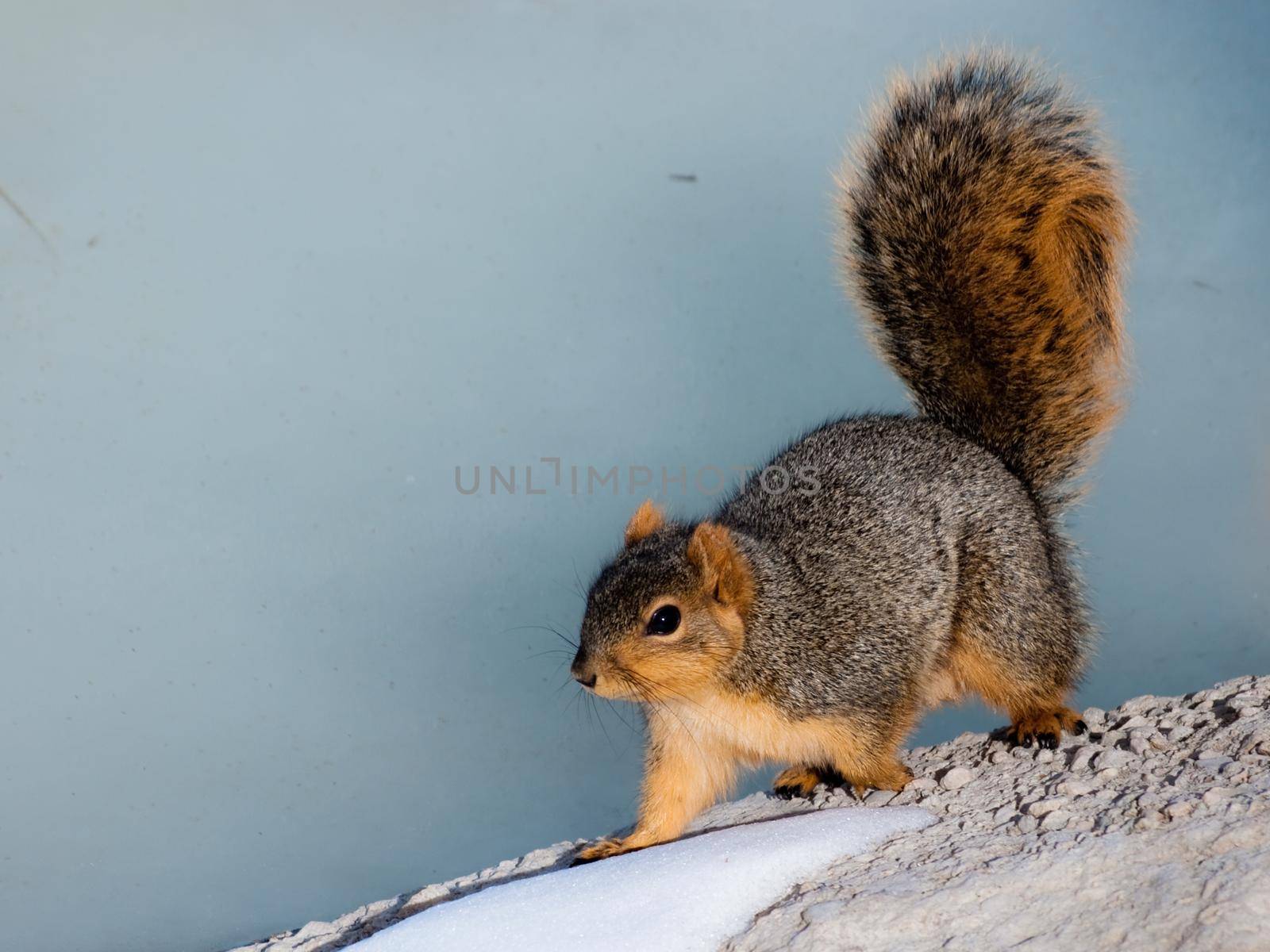 Squirrel in winter.