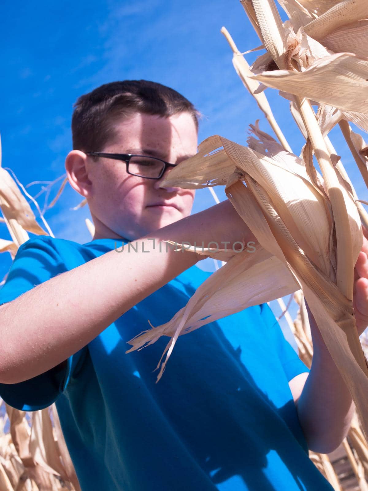 Young Boy in Cornfield by arinahabich