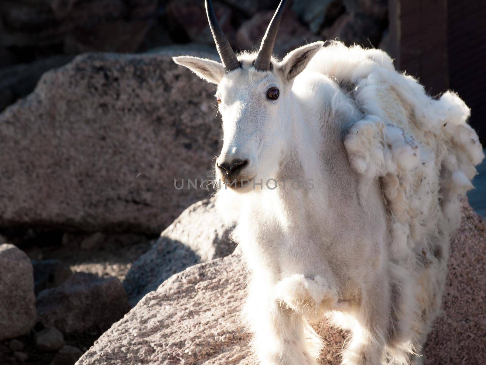 A mountian goat in the Colorado Rockies