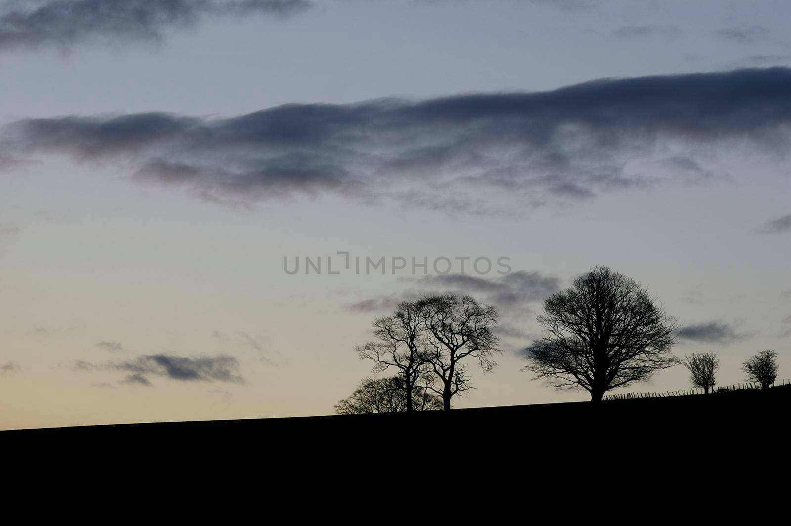 winter trees and rolling english hills