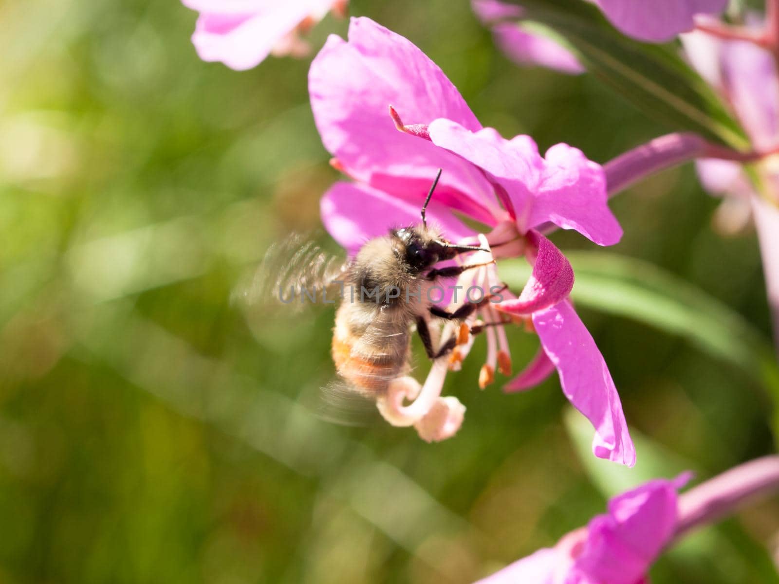 Pink Wildflower Fireweed.