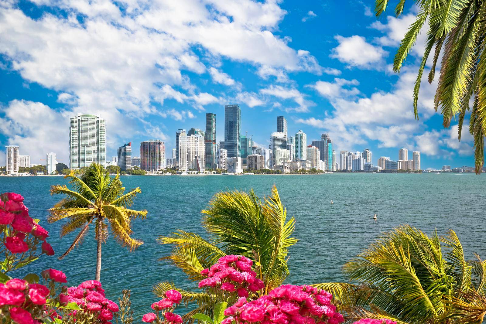 Miami waterfront skyline through palms and flowers view, Florida, United States of America