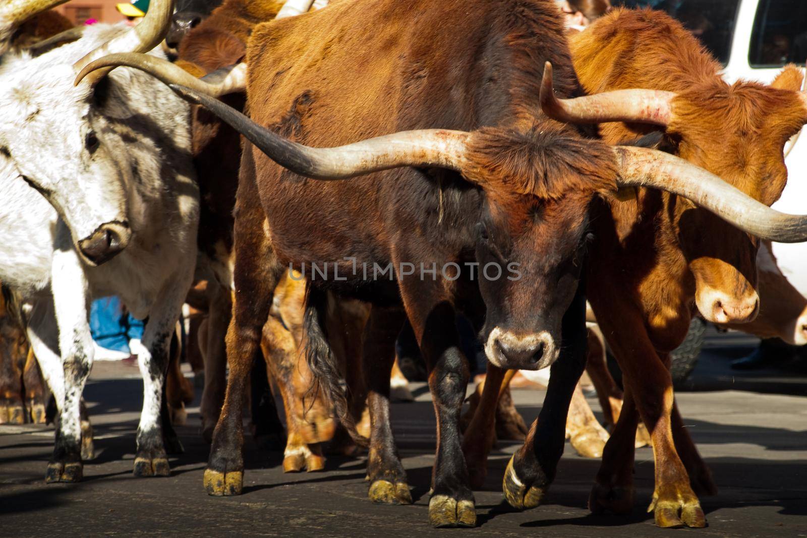 Texas Longhorns at National Western Stock Show Parade. Denver, Colorado.