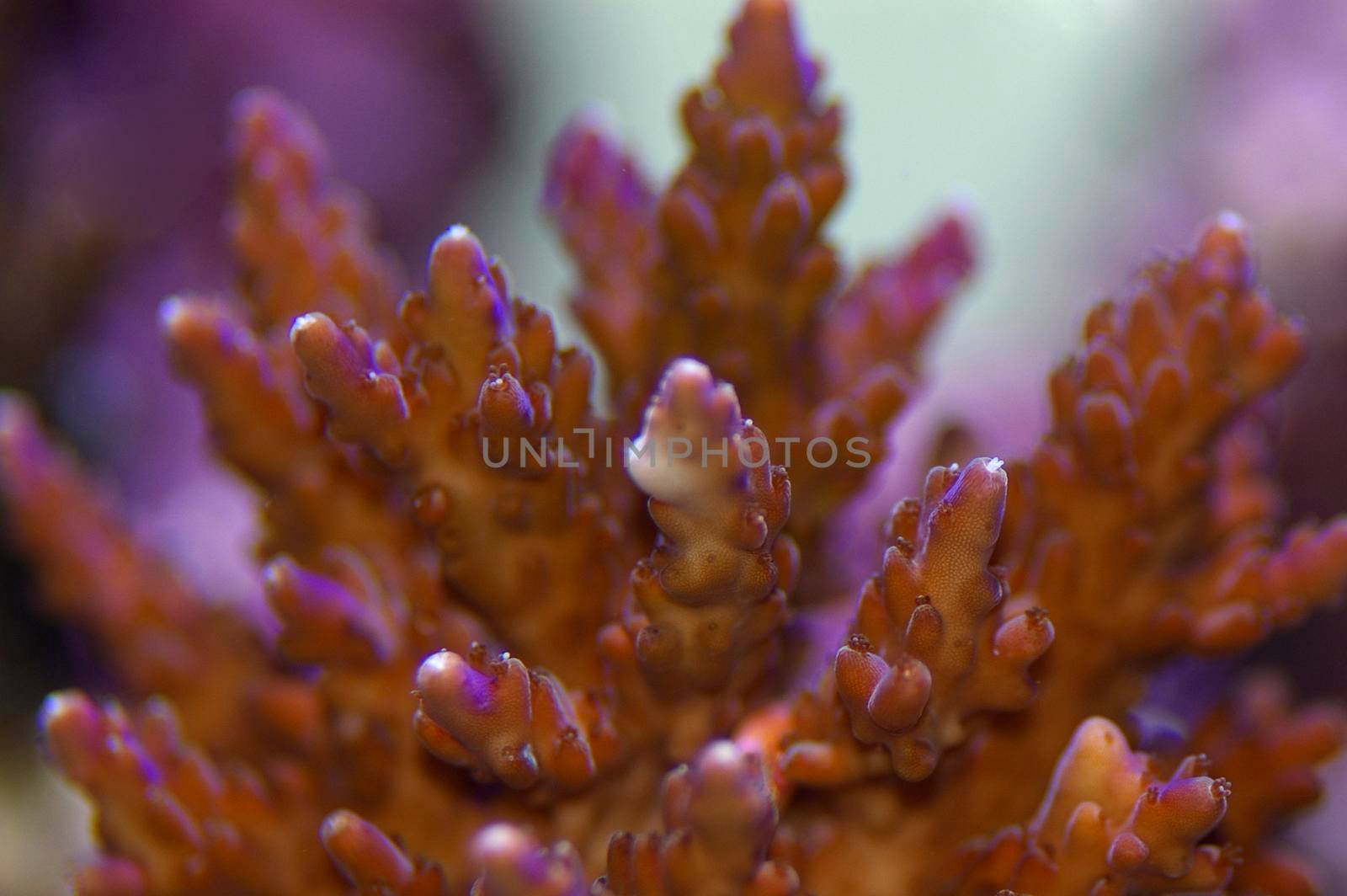 colourful purple and blue display of juvenile staghorn corals
