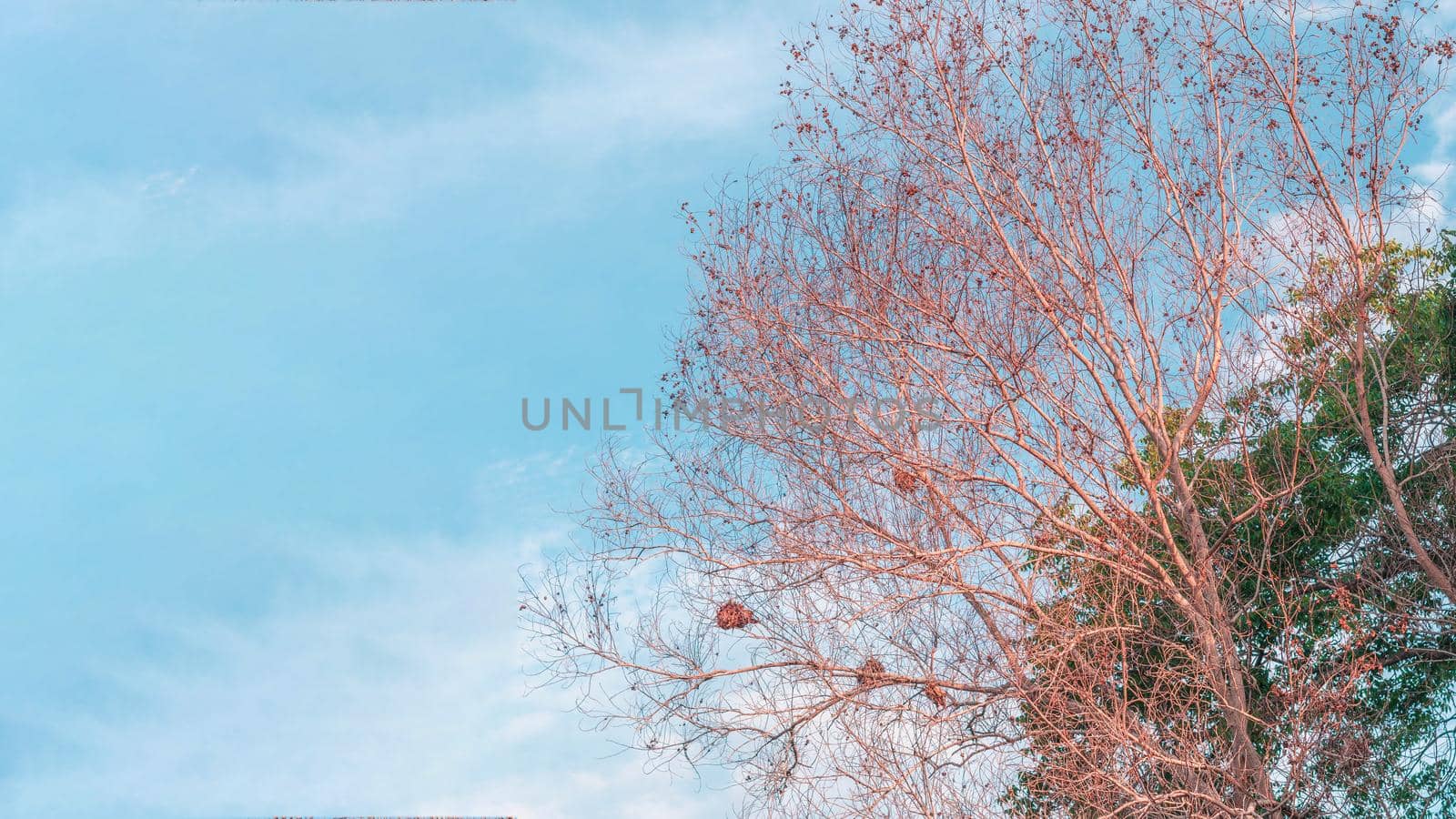 Atmosphere calm sky cloud panorama background Dry tree branches Autumn summer end progress regress life concept.