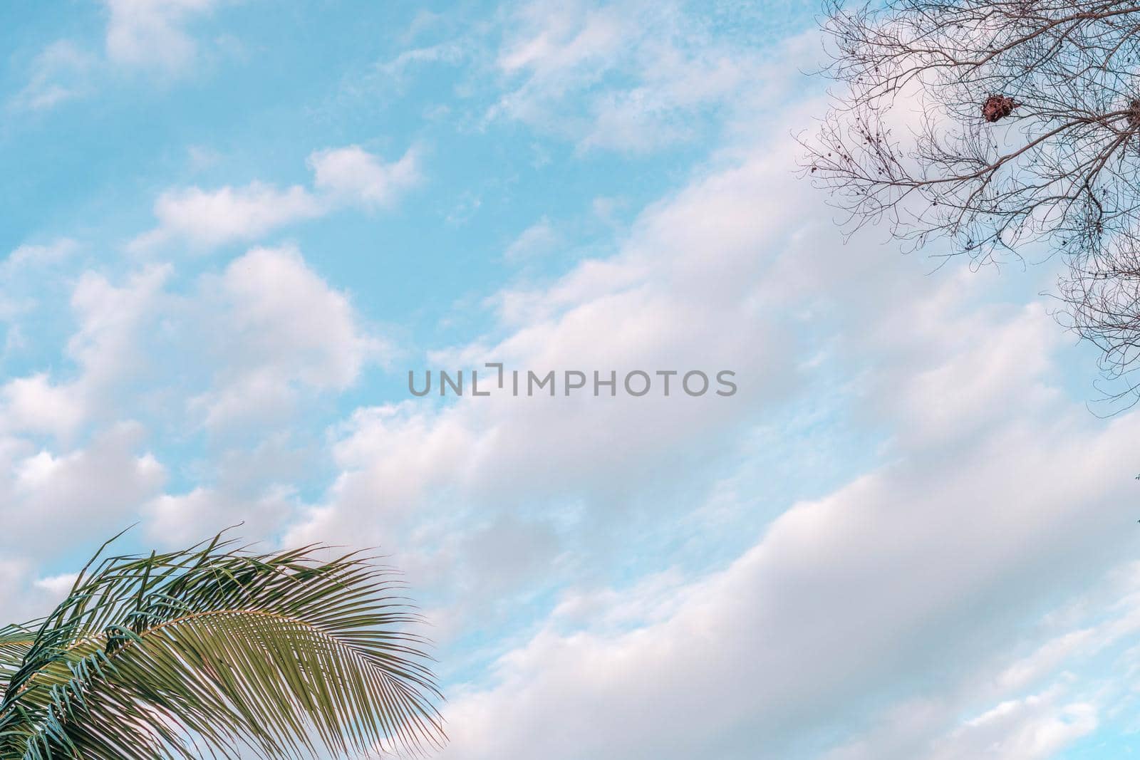 Atmosphere calm sky cloud panorama background Dry tree branches Autumn summer end progress regress life concept.