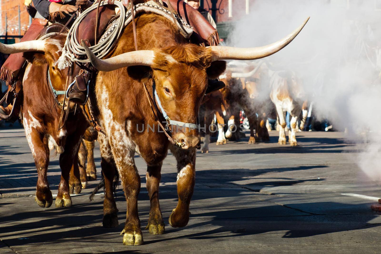 Texas Longhorns at National Western Stock Show Parade. Denver, Colorado.