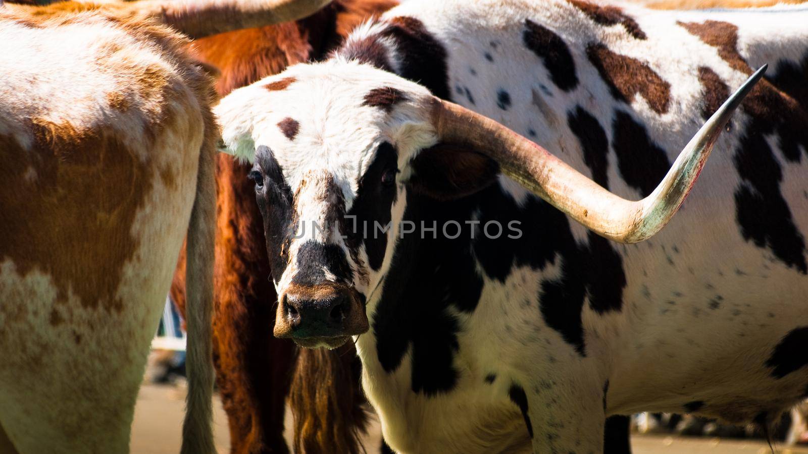 Texas longhorns by arinahabich