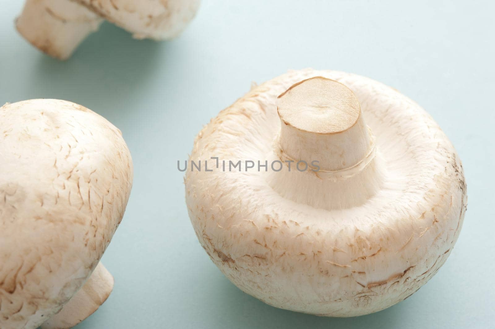 Two fresh raw Agaricus bisporus mushrooms, the most common cultivated mushroom of fungi on the market widely used in savory cuisine