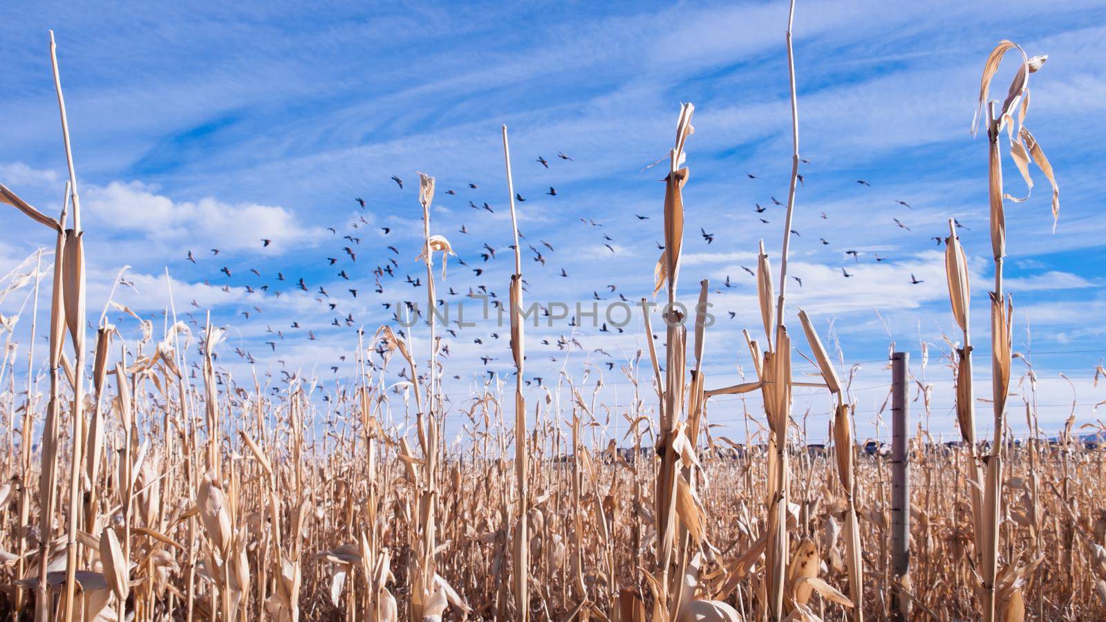 Crows flying above a corn field in autumn.