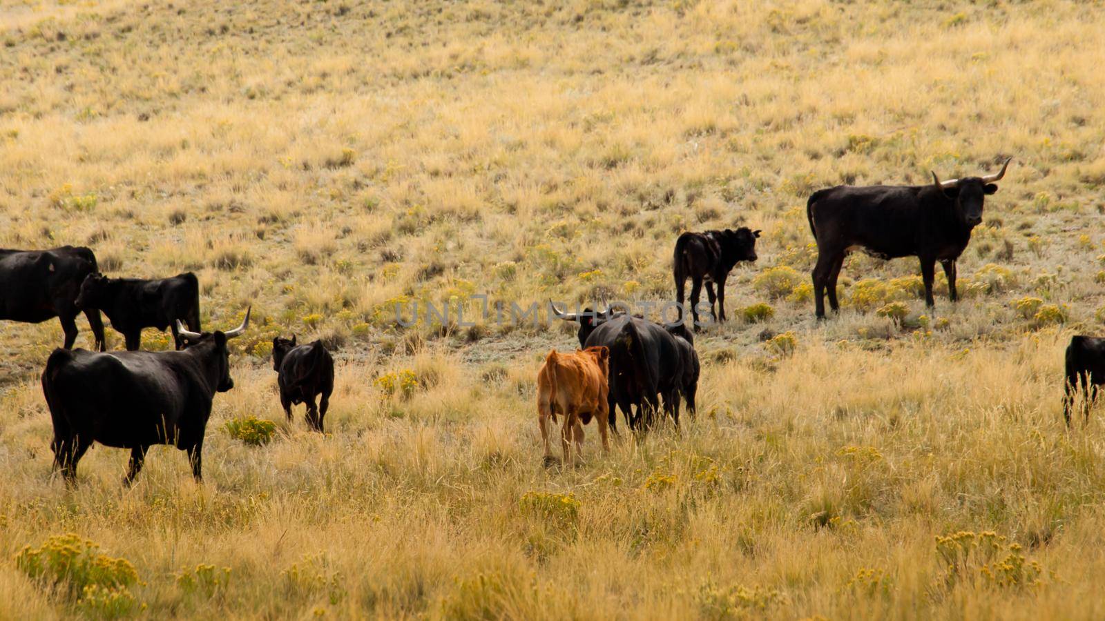 Cattle on the open range in Colorado.