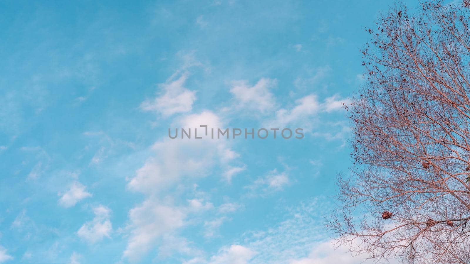 Atmosphere calm sky cloud panorama background Dry tree branches Autumn summer end progress regress life concept.