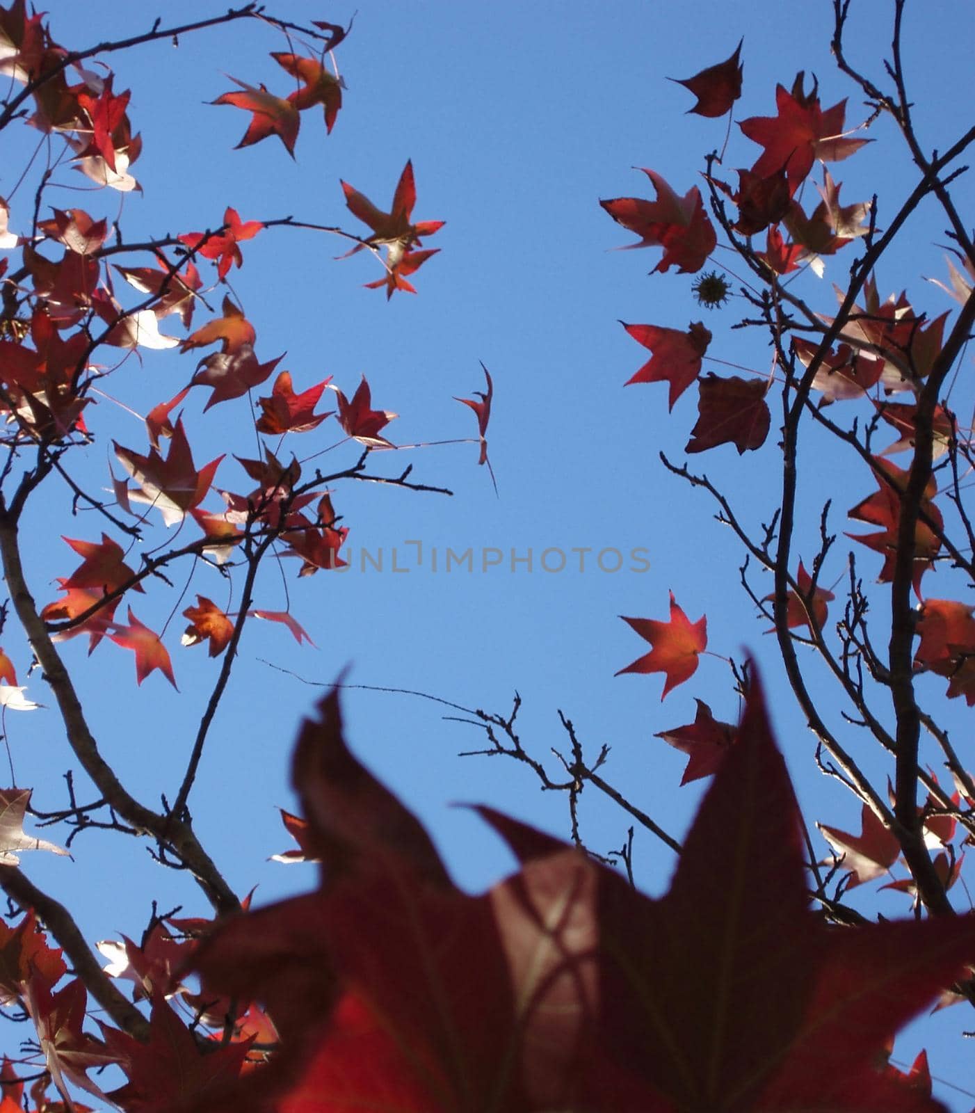 red and orange maple leaves, a pretty autumnal scene