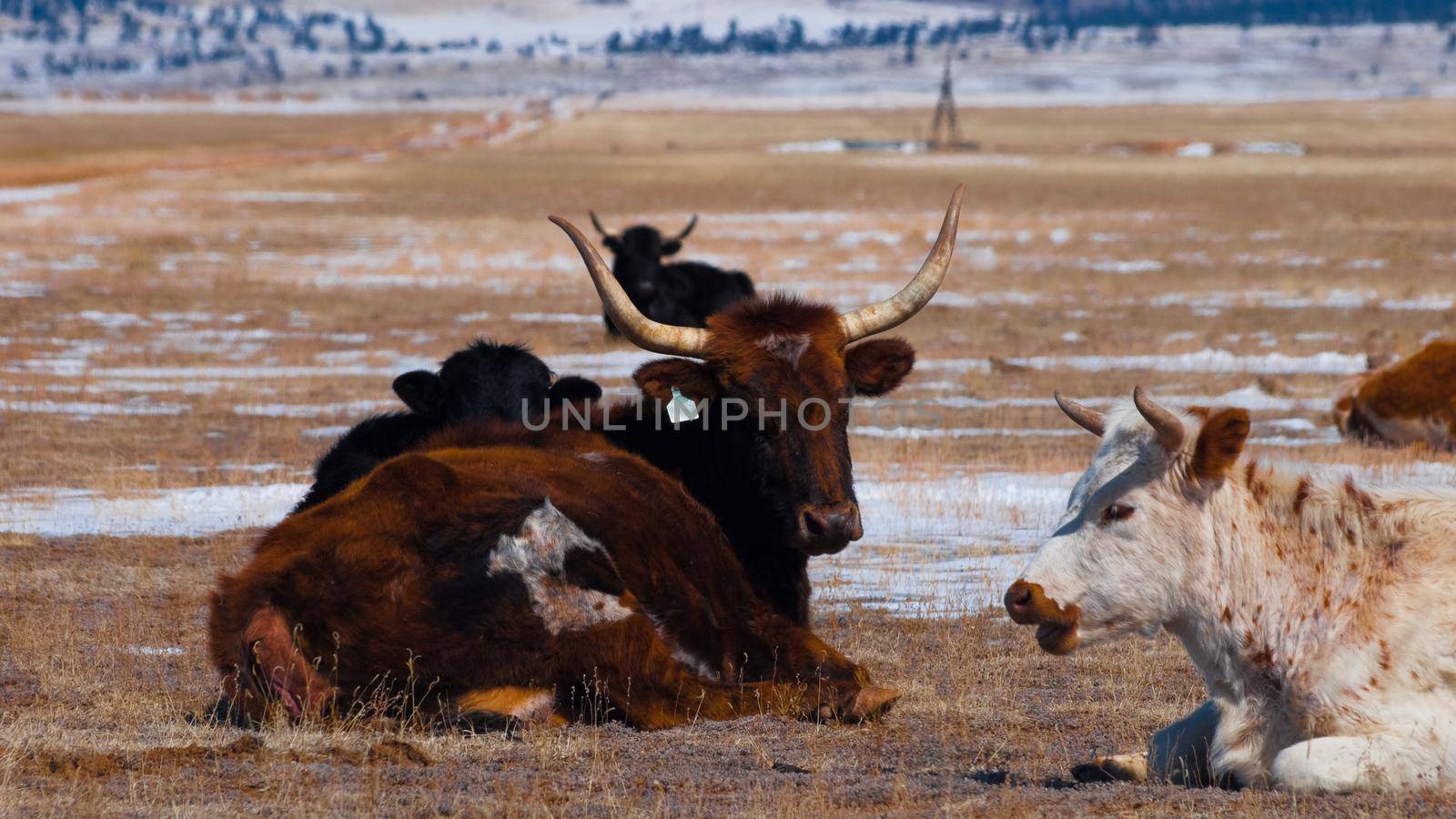 Cows on open range farm.