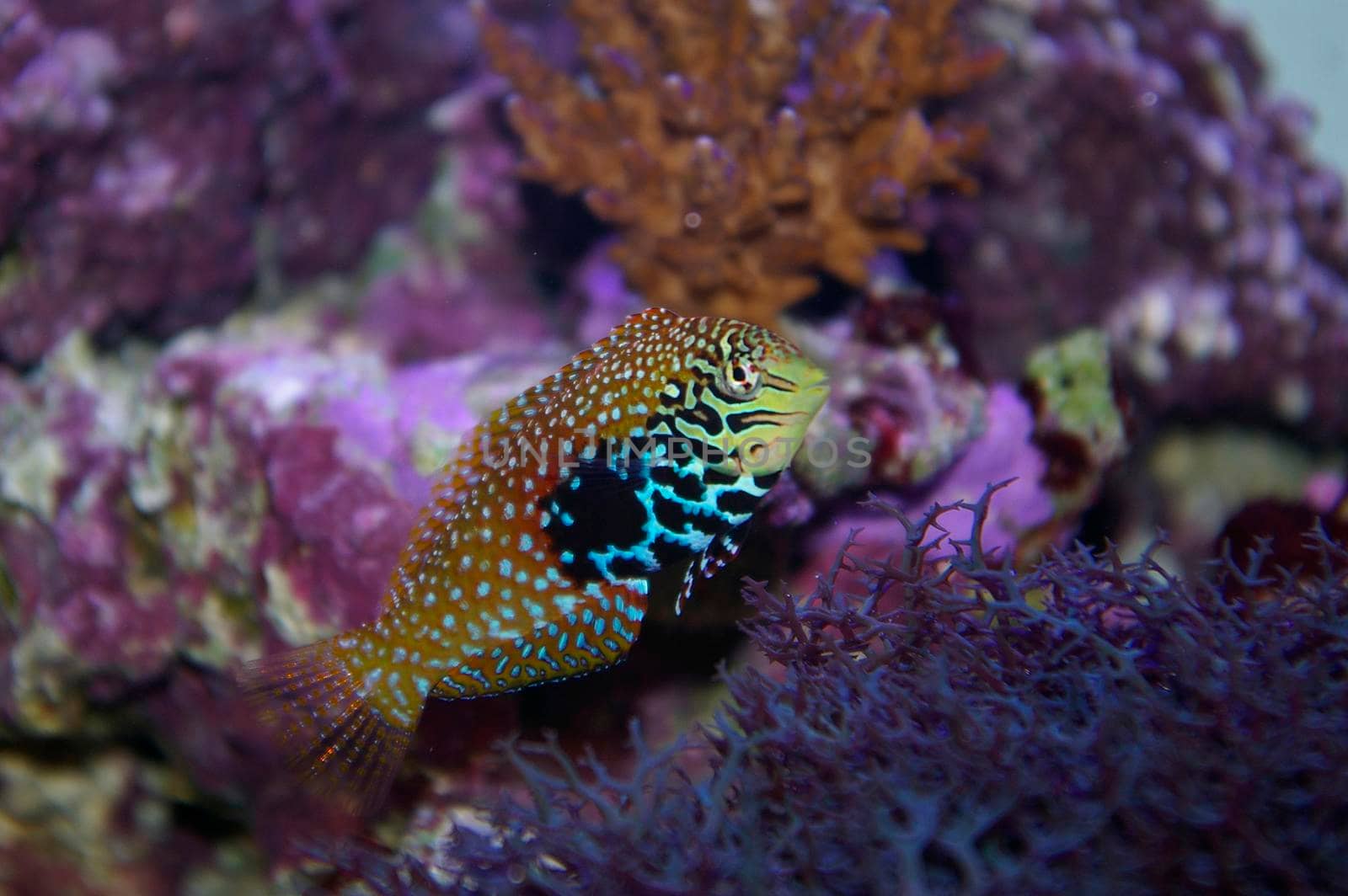 colourful saltwater tropical fish