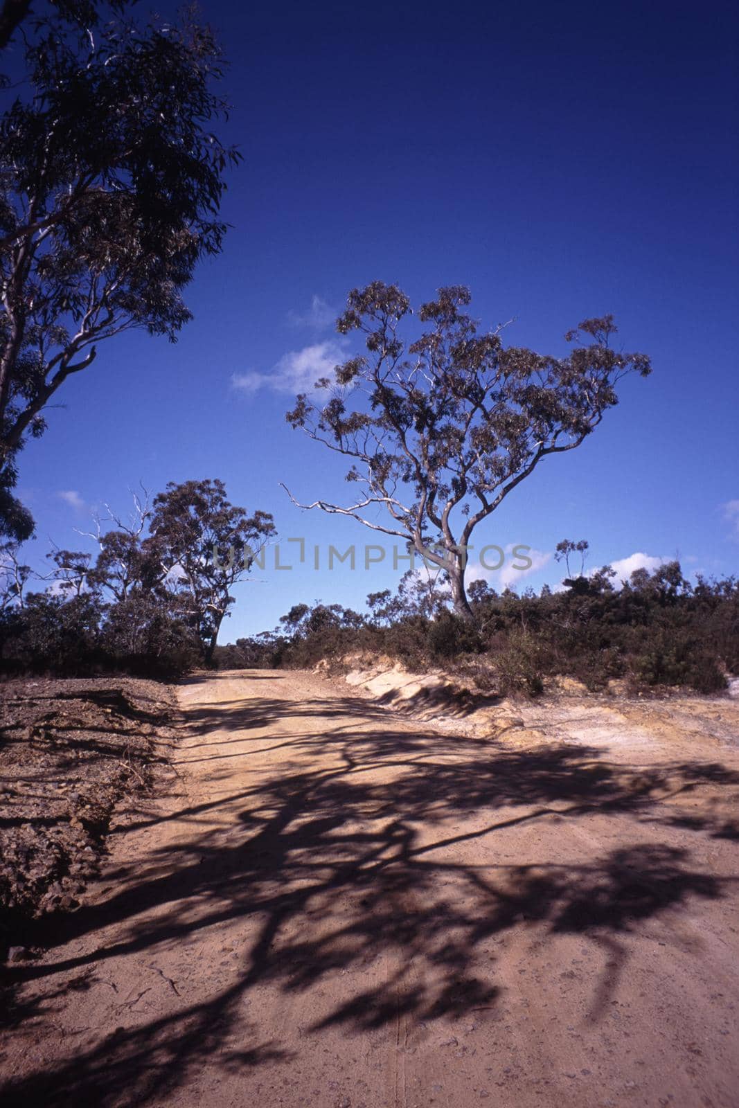 Dirt or gravel road leading away from the camera through Aussie bush with eucalyptus or gum trees, Australia