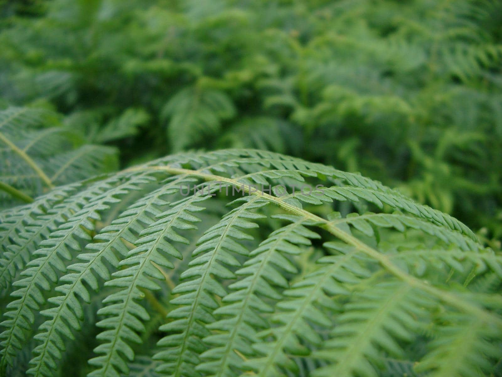 Botanical background of a lush green fern frond with shallow dof and copyspace