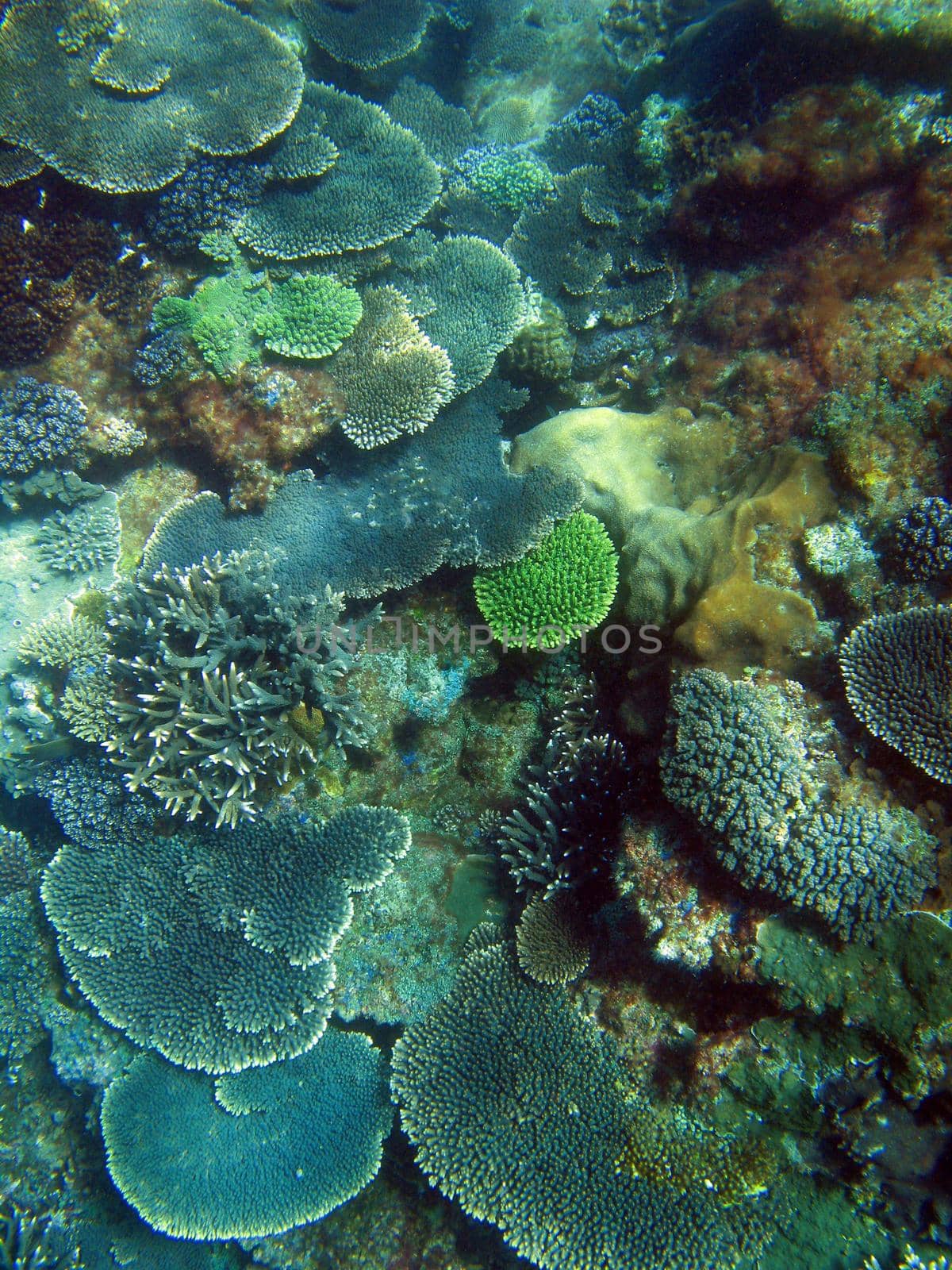 A colourful array of corals growing on a reef at great keppel island, queensland, australia