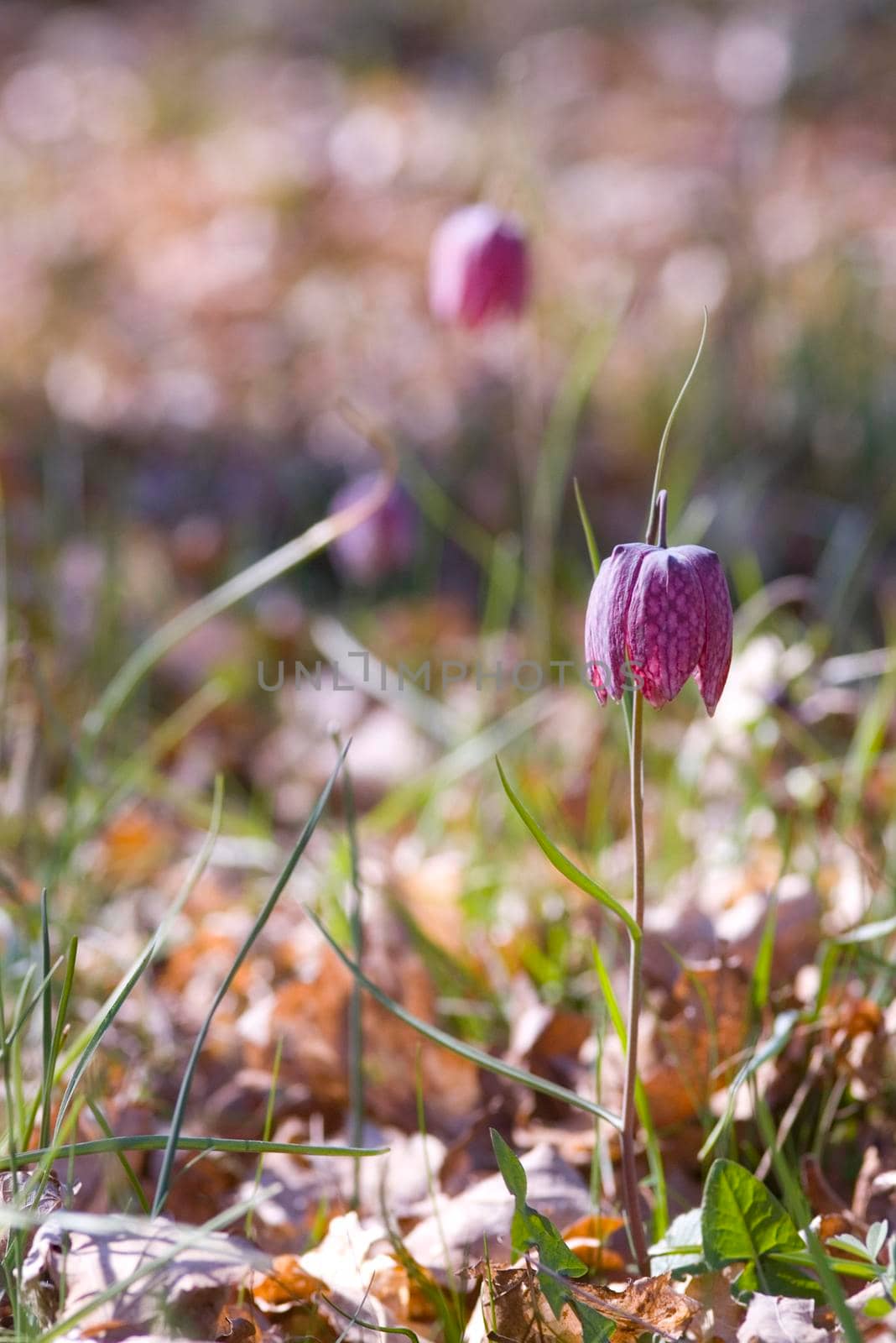 pretty purple burgundy bell shaped flowers