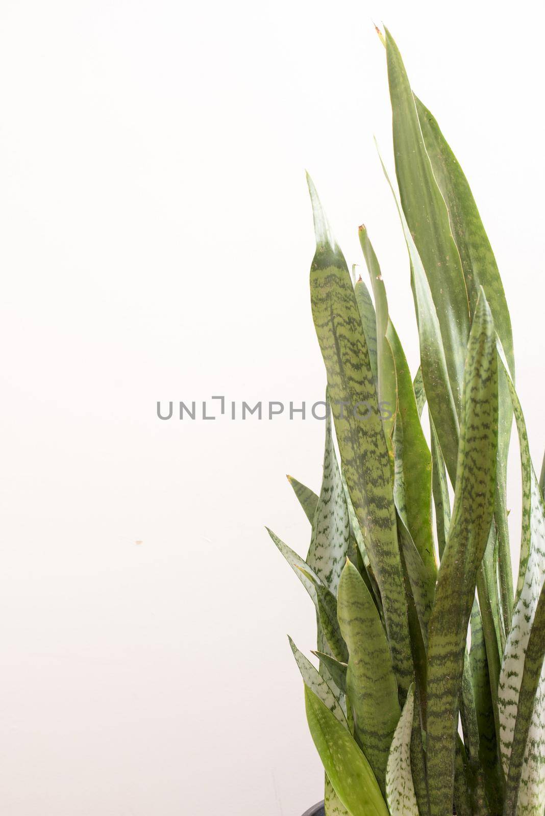 Sansevieria trifasciata plant with variegated leaves, also known as the snake plant or Mother in Laws Tongue, over a white background with copy space