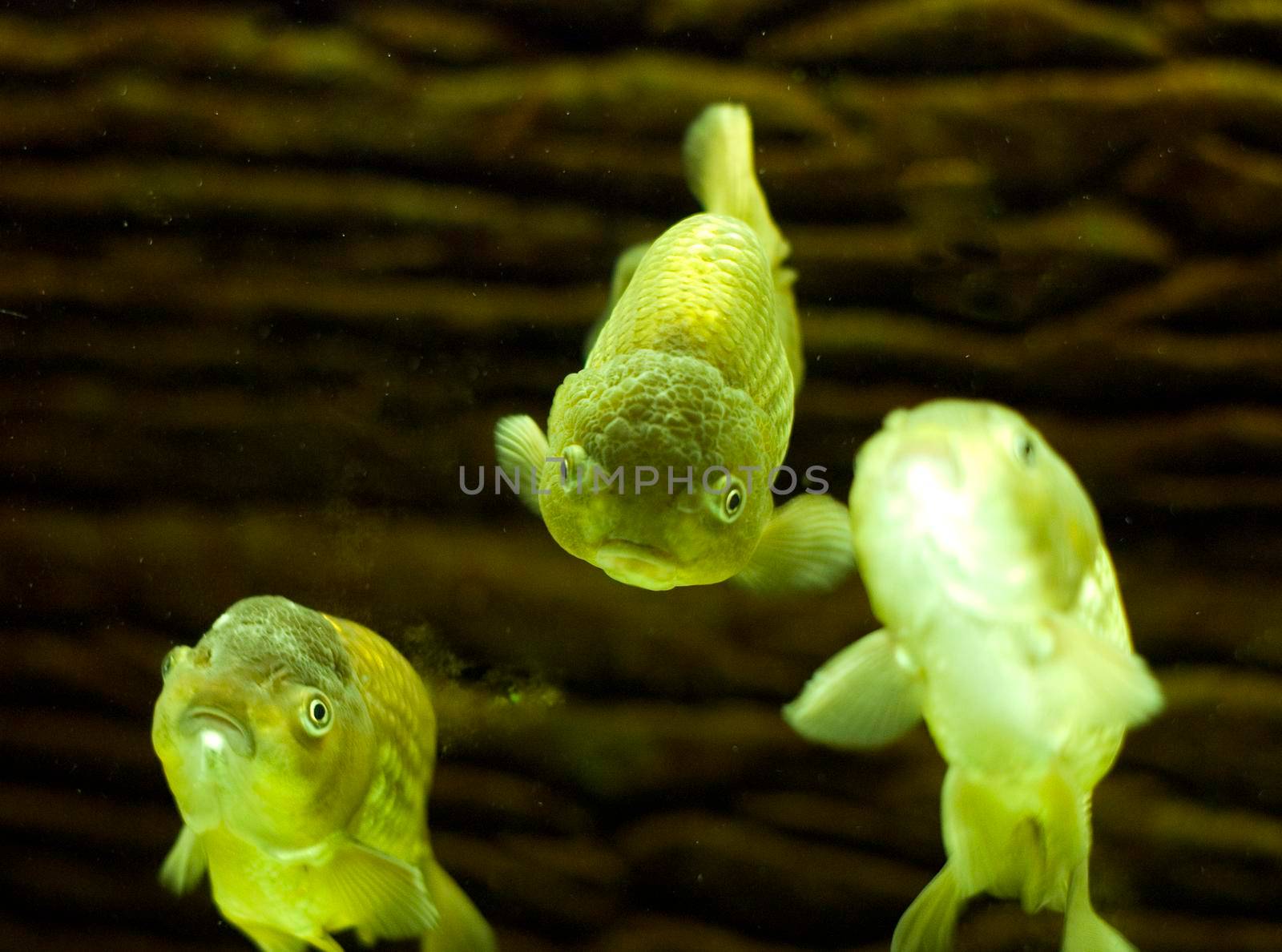 neon glowing tropical lime green fish