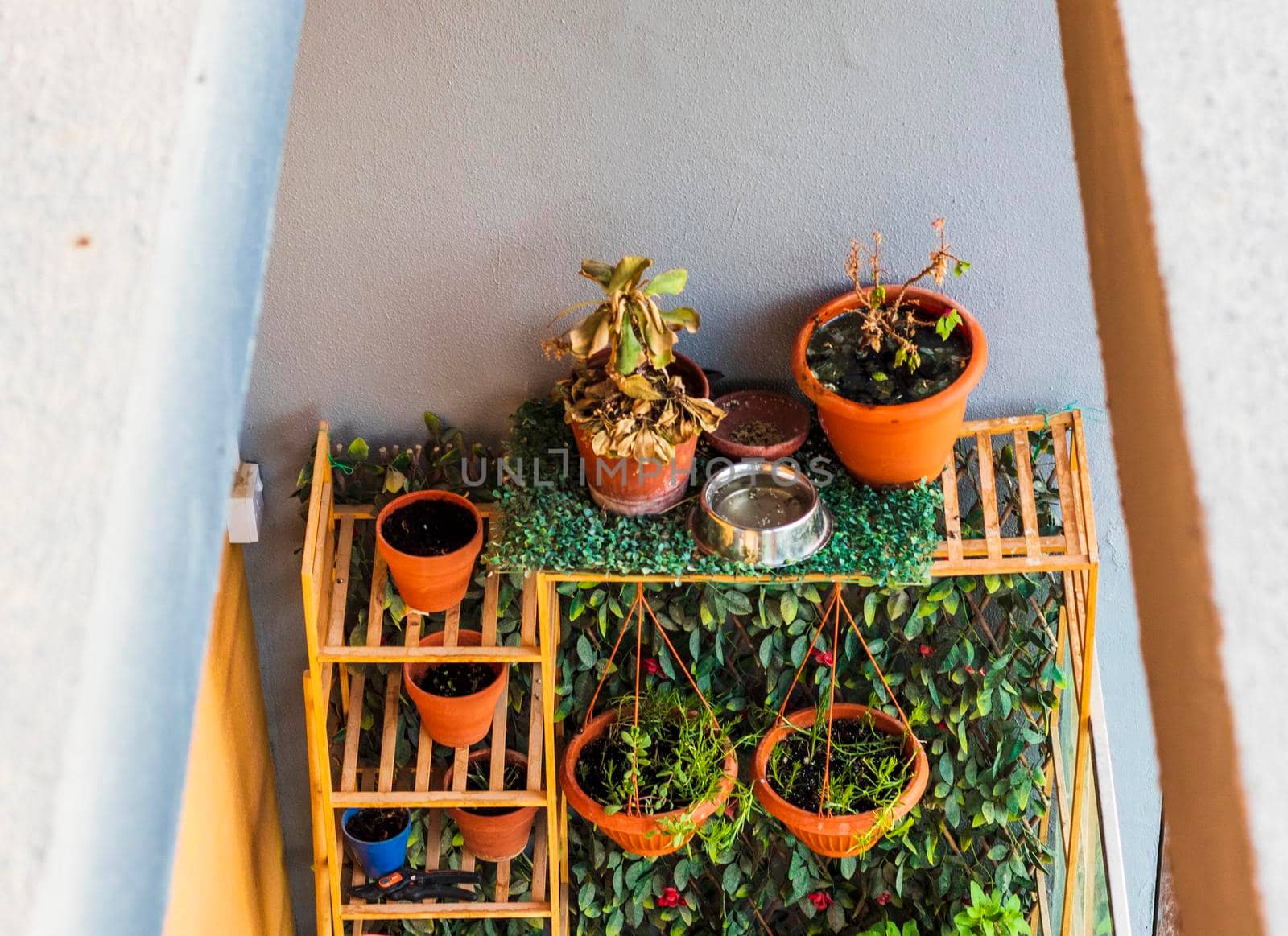 Close up shot of a dried plants. Indoors by pazemin