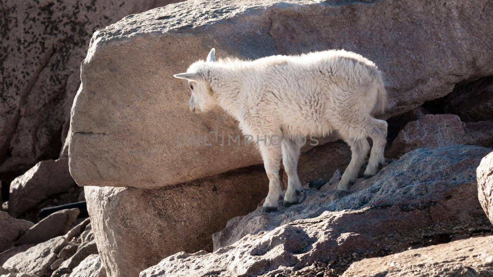 A Mountain Goat Kid on Mount Evans.