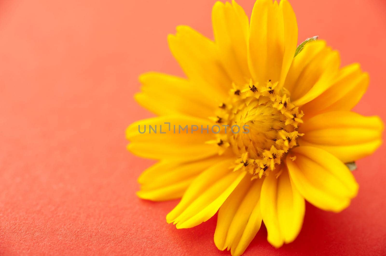Bright yellow spring flower on an orange textured paper background with copy space in a close up overhead view