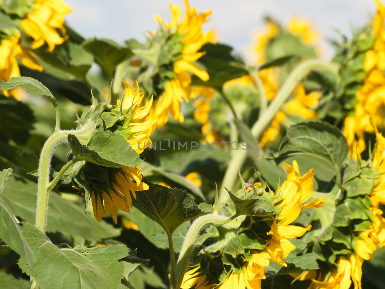 Sunflowers by arinahabich