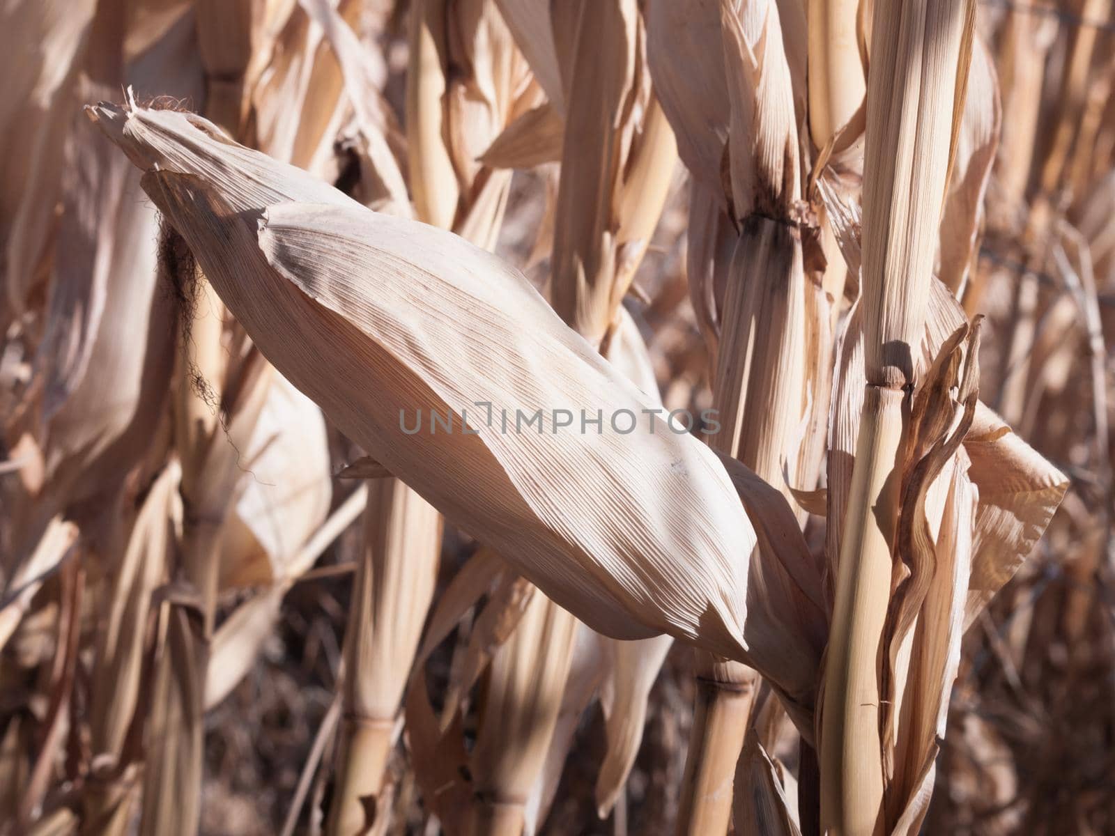 Farm Field of Corn in Fall by arinahabich
