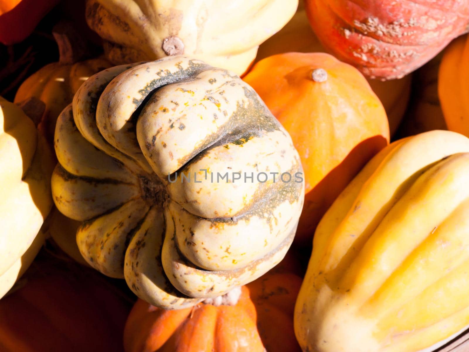 Ripe pumpkins on a sunny day.