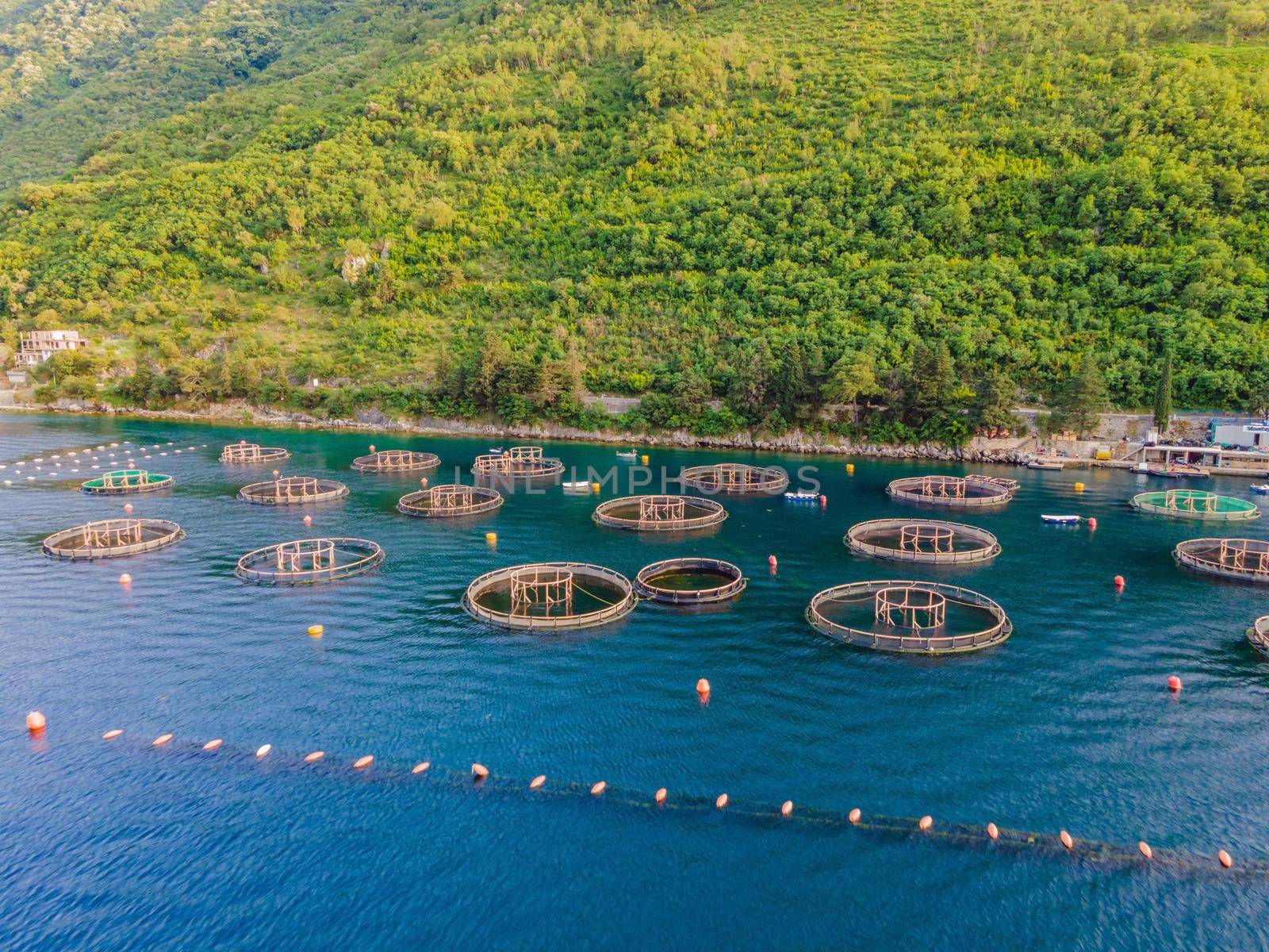 Oyster farm in the Mediterranean. Montenegro, Kotor.