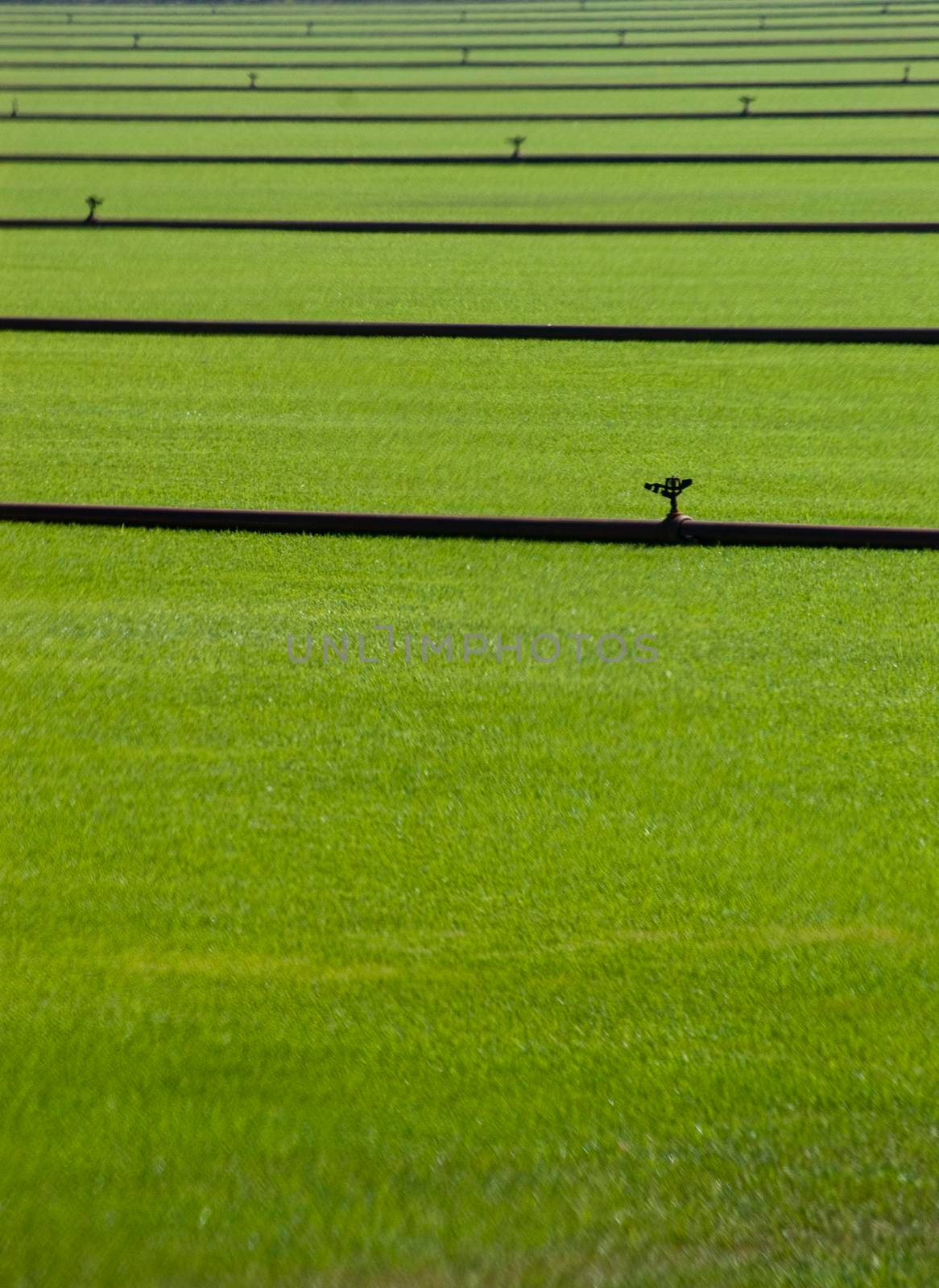 lines of irrigation sprinkler pipes water a field of grass