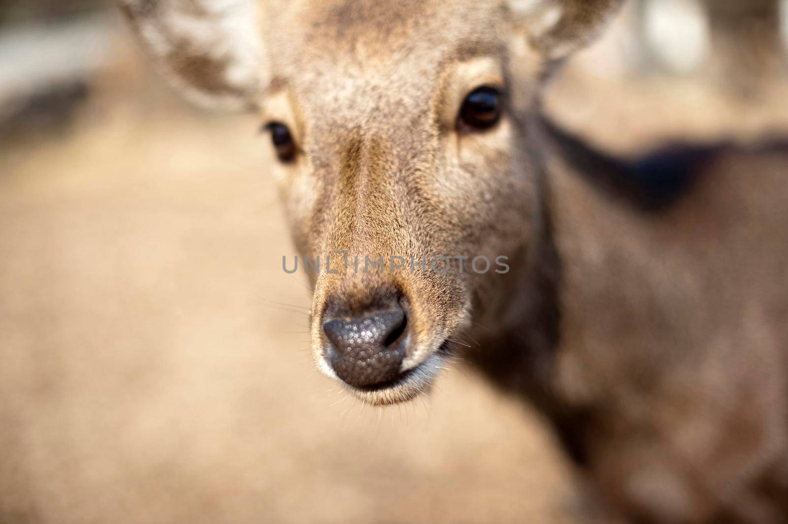 Face of a wild deer roaming around the Kasuga Shrine