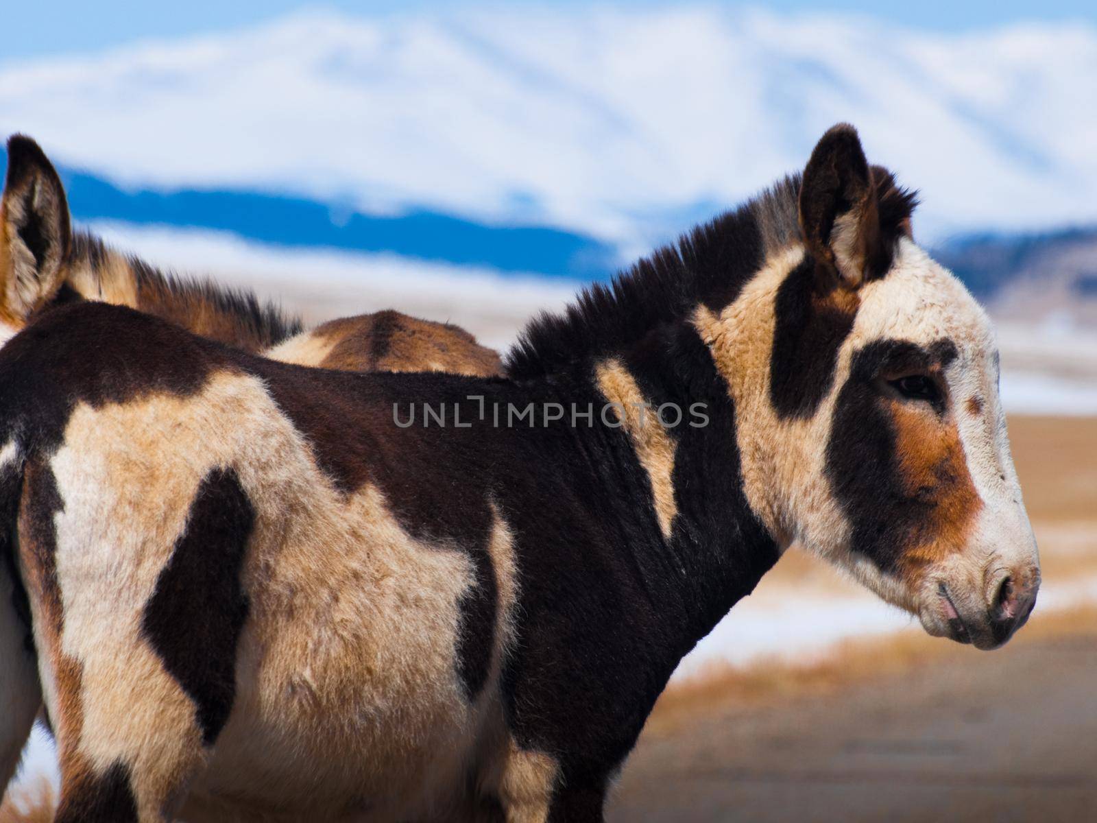 Wild donkey in Colorado.