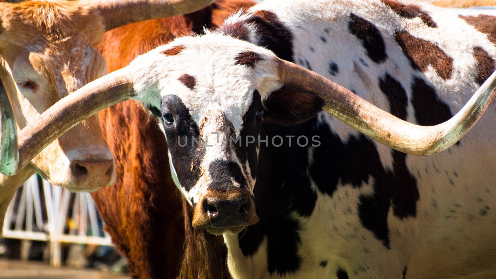 Texas longhorns by arinahabich