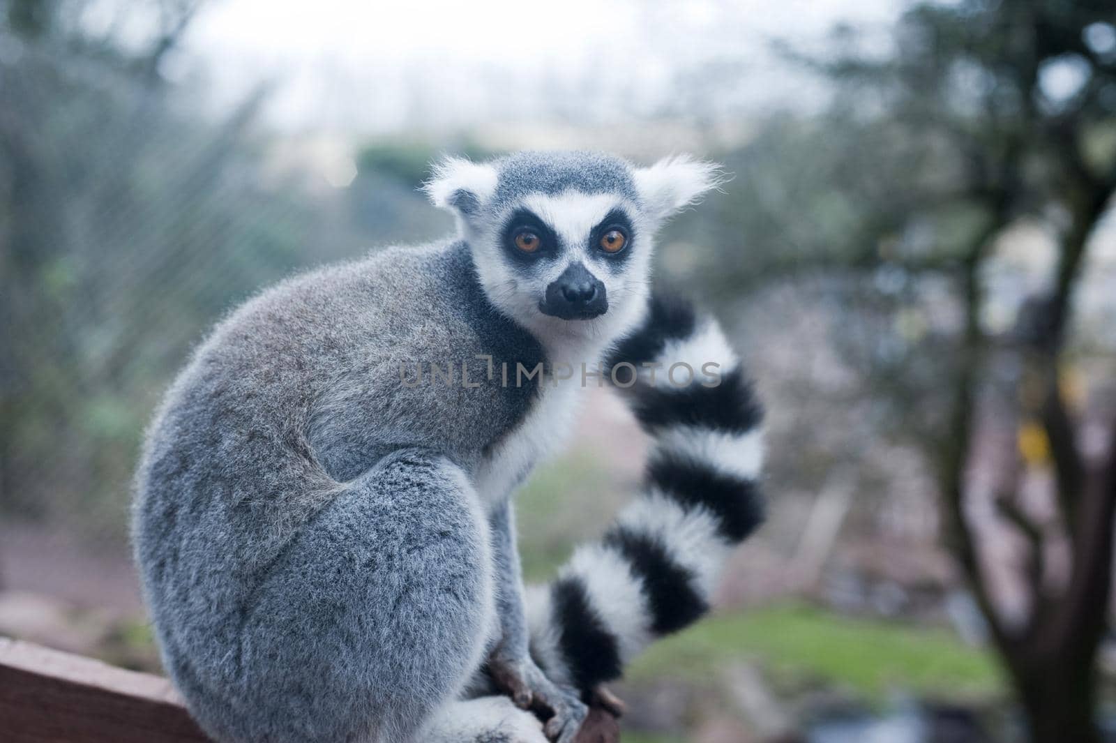 Ring-tailed lemur, lemur catta, with its distinctive barred or striped tail sitting on a bar in captivity