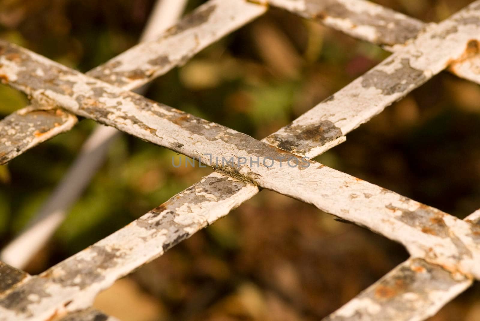 an old garden plant climber trellis with flaking paint